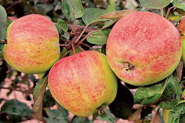 Apple tree Cherkasy harvest photo