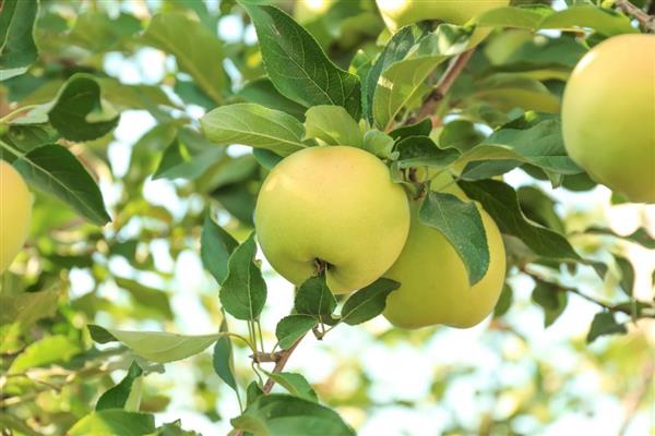 Apple-tree Phoenix Altai photo