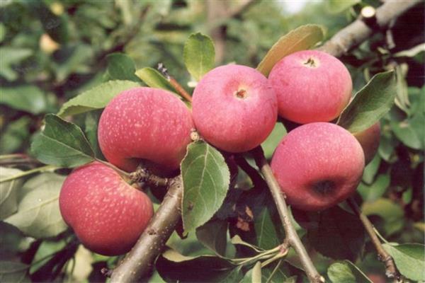 Apple tree Red hill photo