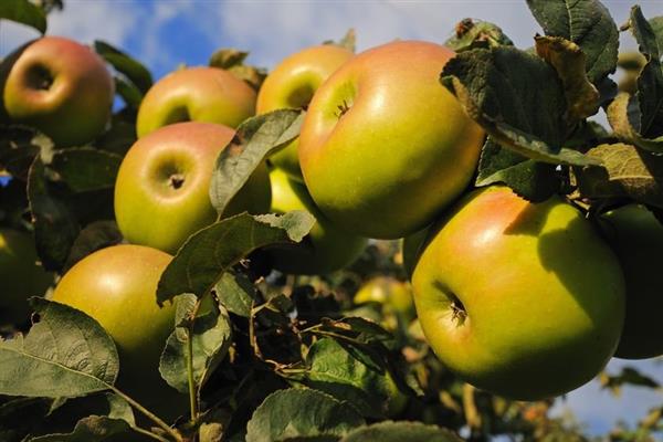 Apple tree Kushnarenkovskoe larawan ng taglagas