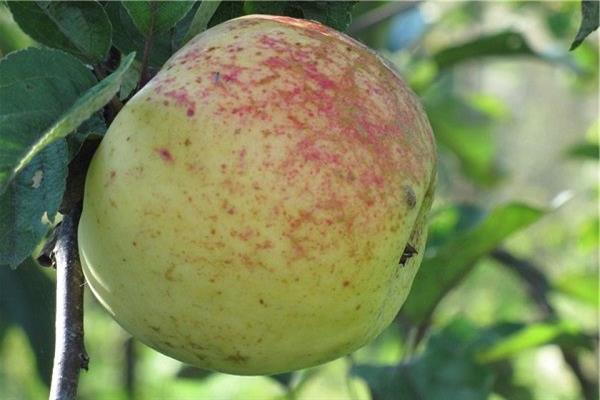 Apple tree Kutuzovets photo