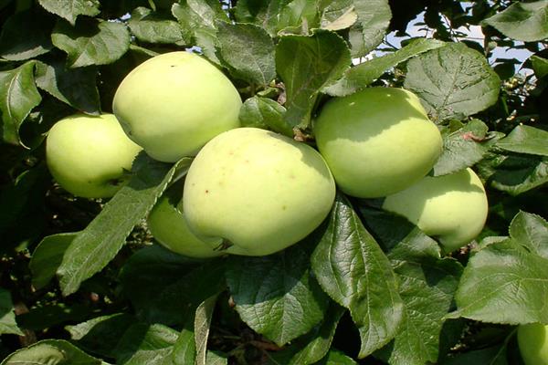 Apple-tree Moscow later photo