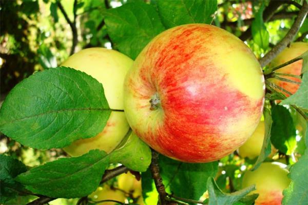 Apfelbaum Herbst gestreiftes Foto