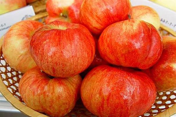 Apple tree Firstborn of Rtischev photo