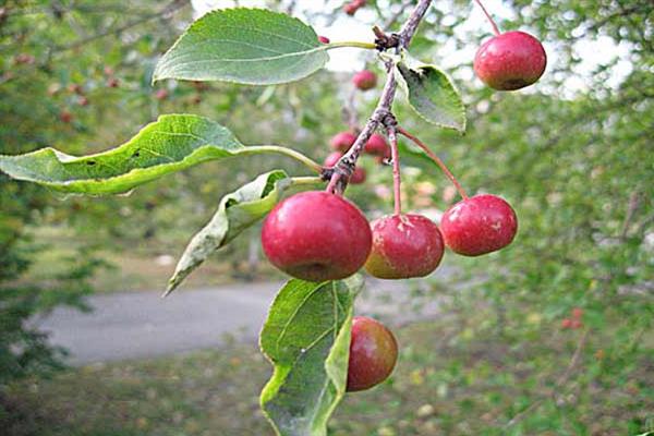 Apfelbaum Geschenk an Bam Foto