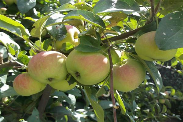 Apfelbaum Geschenk für Gärtner Foto