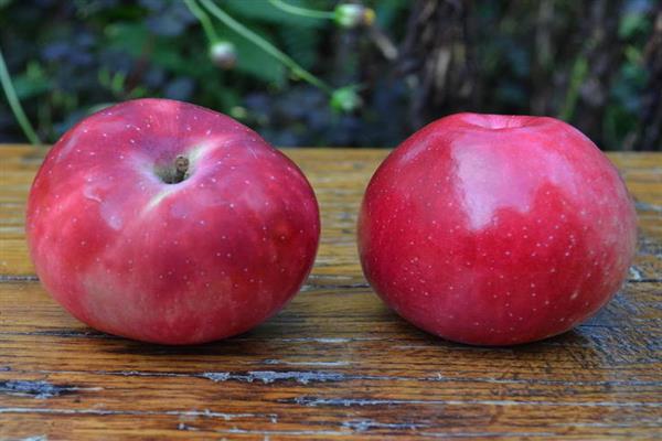 Puno ng Apple Maagang pulang pulang larawan