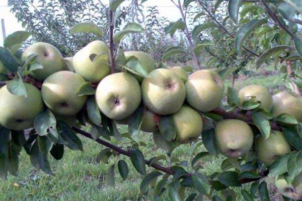 Apfelbaum Renet Kuban Foto