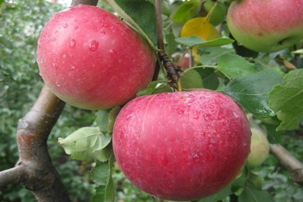 Larawan ng Christmas tree ng puno ng Apple