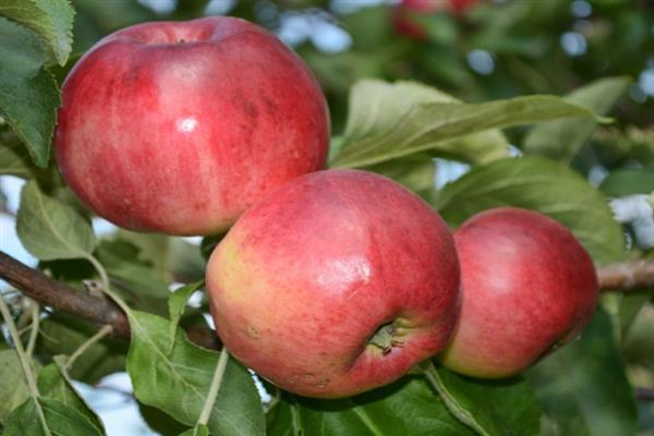 Apfelbaum Dunkelhaarige Frau Foto