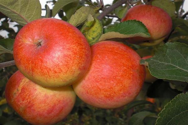 Larawan ng puno ng Apple tree