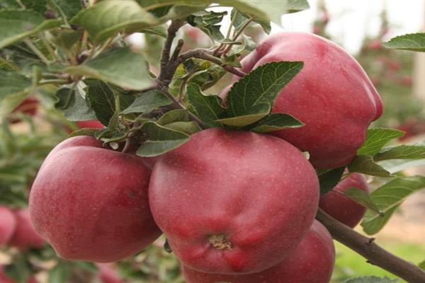 Apple tree Starkrimson photo