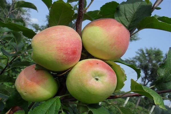 Apfelbaum Stroyevskoe Foto