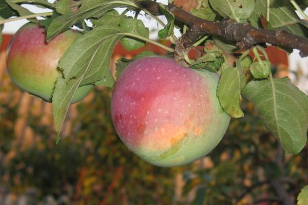 Apfelbaum Schülerfoto