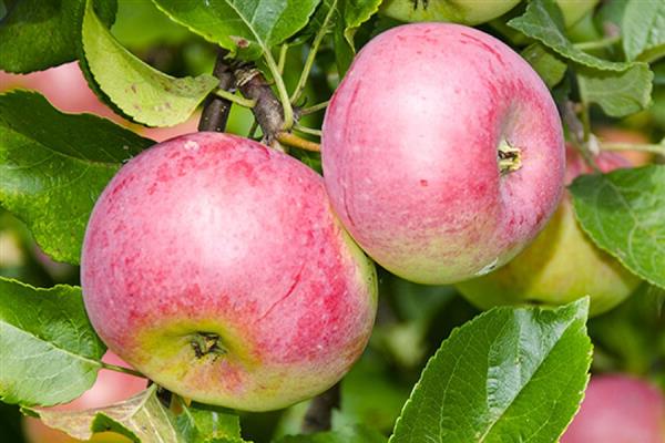 Apple tree Welsey photo