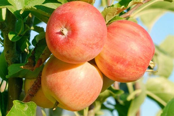 Larawan ng souvenir ng puno ng Apple tree