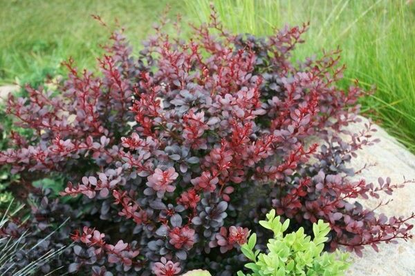 Barberry Thunberg