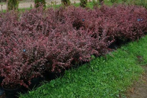 Barberry Thunberg