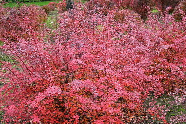 Barberry Thunberg