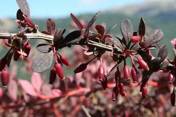 Barberry Thunberg