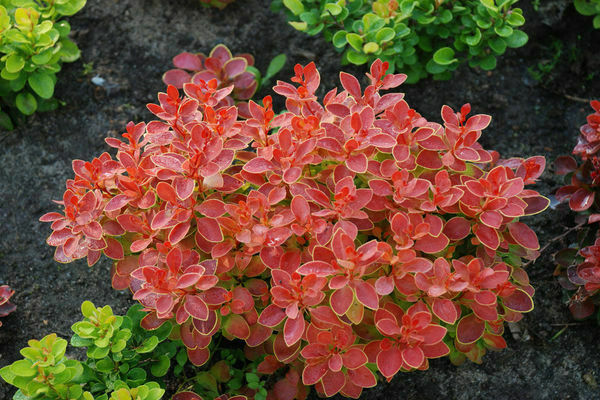 Barberry Thunberg