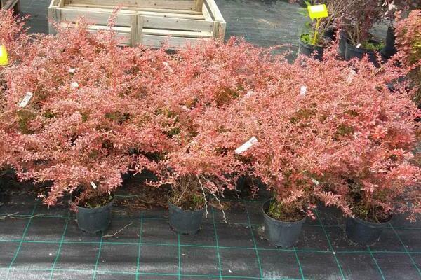 Barberry Thunberg