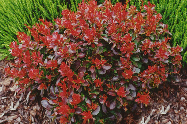 Barberry Thunberg