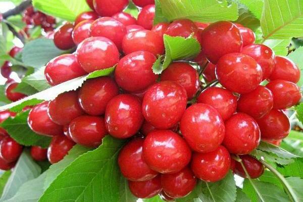 iskarlata cherry