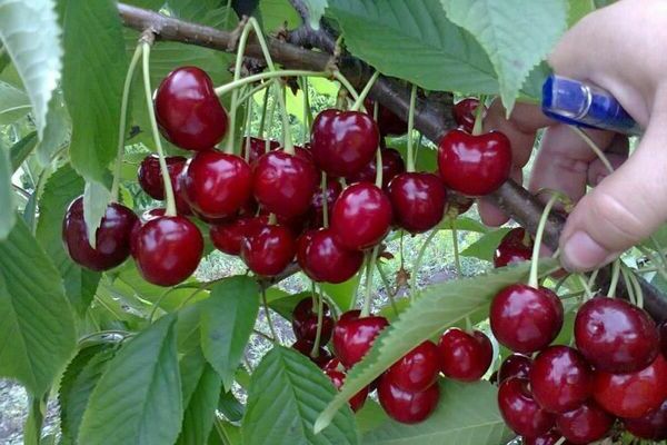 cherry Annushka