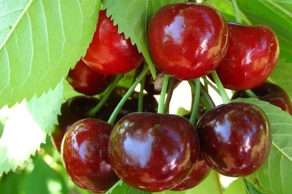 cherry Annushka