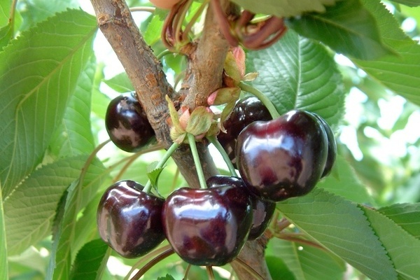 cherry Bigarro Burlat