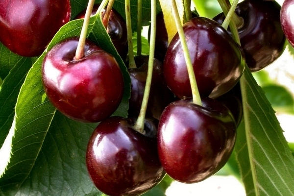 cherry Bigarro Burlat