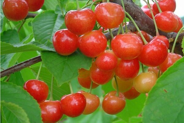 Bryansk pink cherry