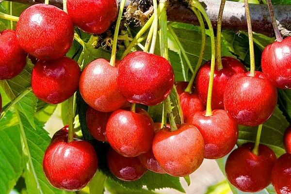 Bryansk pink cherry