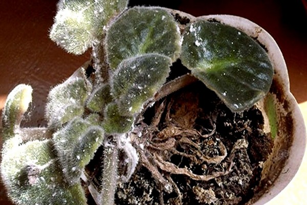 how to process violets + from powdery mildew