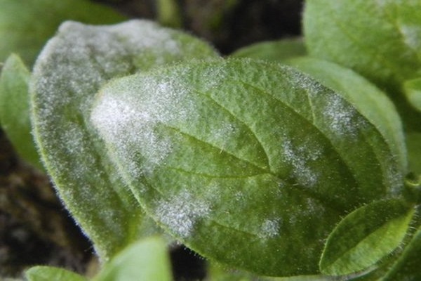 powdery mildew + treatment on violets