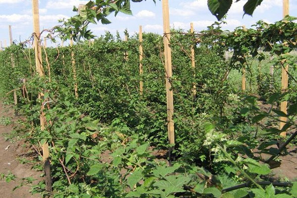 blackberry planting + and care