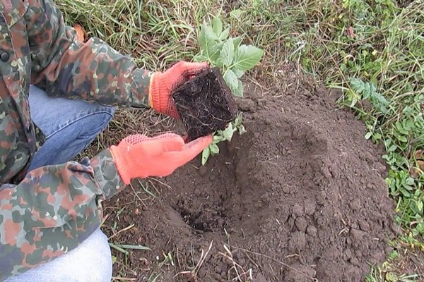 planting blackberries