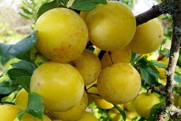 Greengage