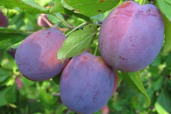 plum Volzhskaya Beauty