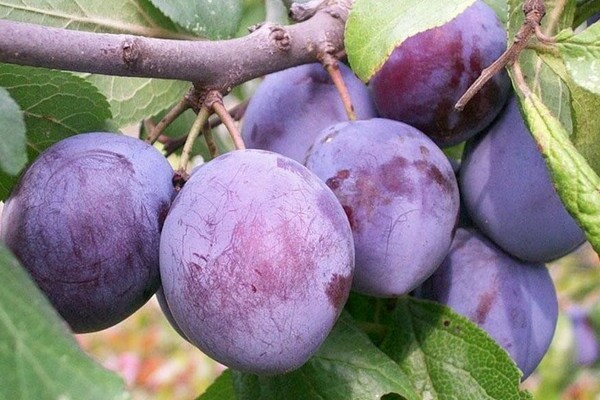 plum Volzhskaya Kagandahan