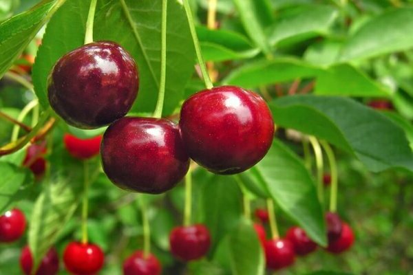 cherry Radonezh