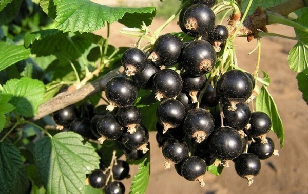 Ojebin currant