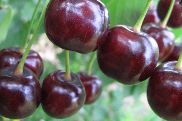 Cherry Gedelfingen