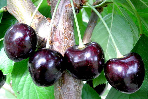 Cherry Melitopol black