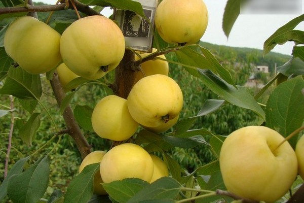 Paglalarawan ng Ural Bulk ng puno ng Apple