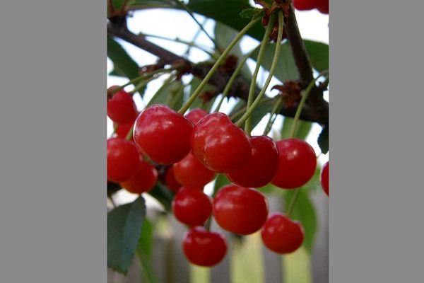 Steppe cherry Salamatovskaya