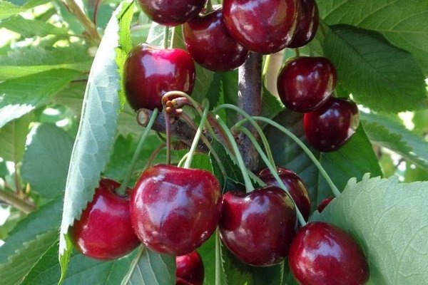 Cherry Gedelfingen