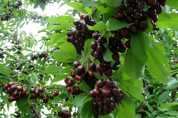 Cherry Melitopol black