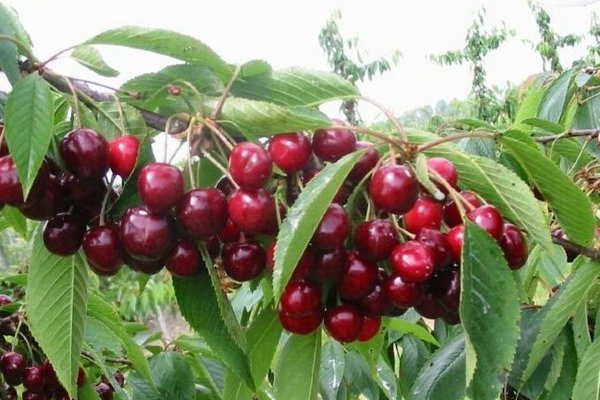 Cherry Gedelfingen